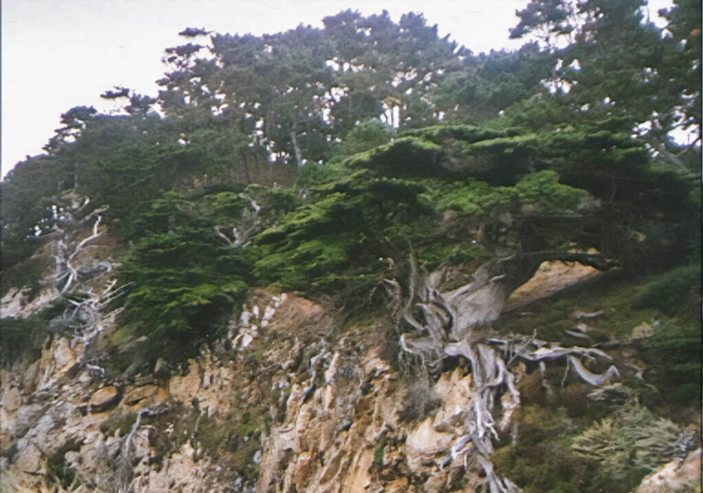 The gnarled roots of Monterey cypress trees cling to the edge of a sandy cliff bluff, under a cloudy sky.