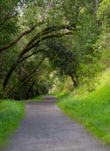 A wide and inviting gravel path winds through green woods. Dappled sunlight can be seen ahead.