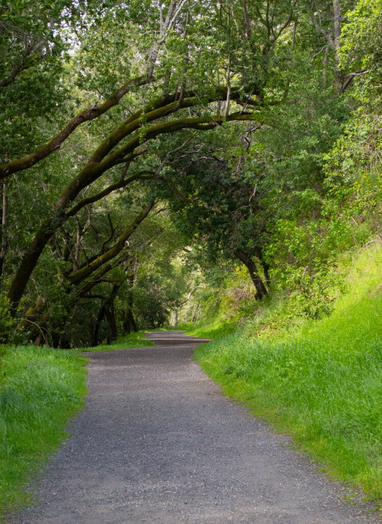 A wide and inviting gravel path winds through green woods. Dappled sunlight can be seen ahead.