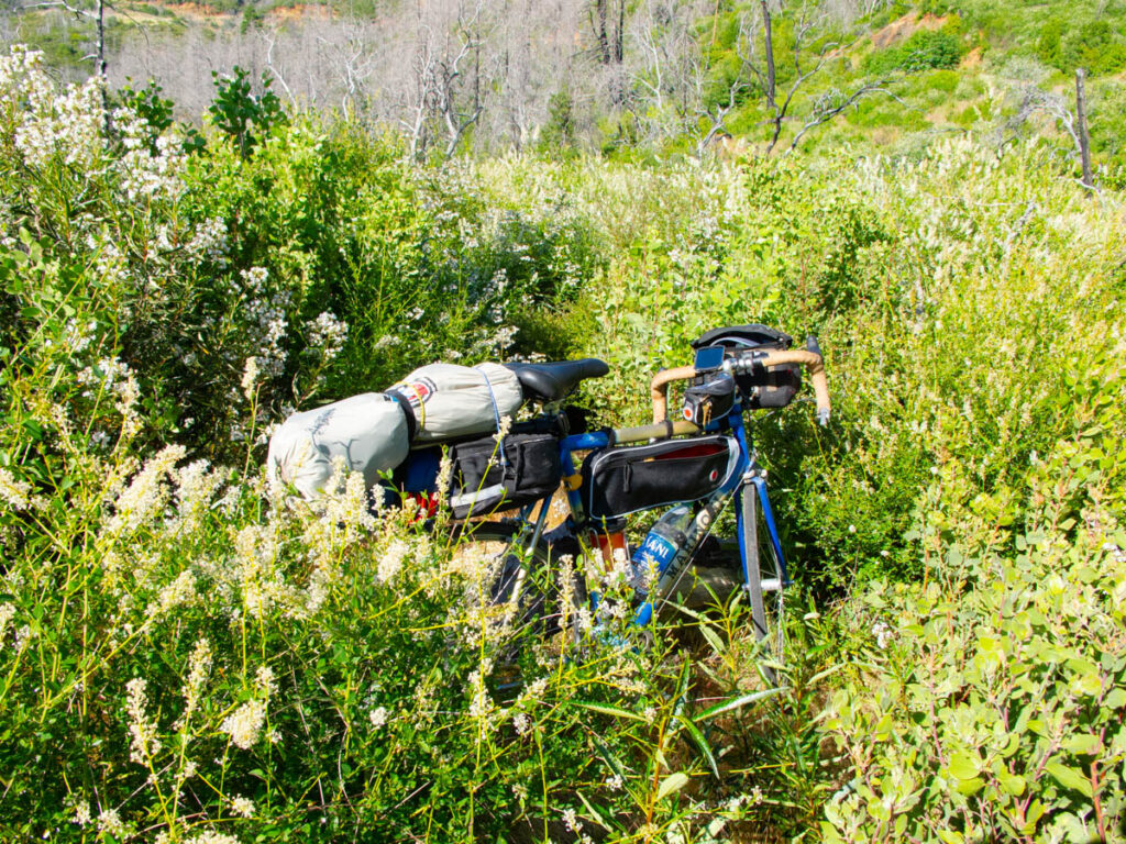 A bicycle loaded for bikepacking stands entirely surrounded by, almost hidden by chaparral bushes and wildflowers.
