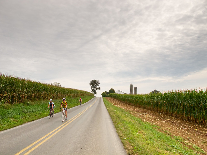 A rural road goes up a small hill between corn fields. Grain silos and a farmhouse are seen on the right side. Coming down the hill are three road cyclists in lycra. The sky is light grey with unsettled clouds.