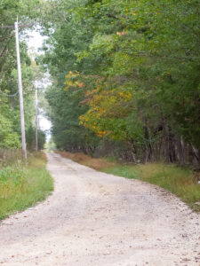 A sandy road curves through a mixed pine and deciduous forest. Old telephone poles line the left side of the road.