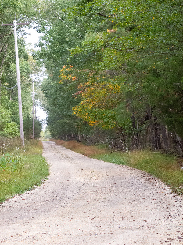 A sandy road curves through a mixed pine and deciduous forest. Old telephone poles line the left side of the road.